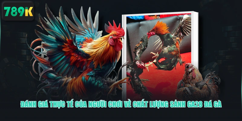 Đánh giá thực tế của người chơi về chất lượng sảnh GA28 Đá Gà