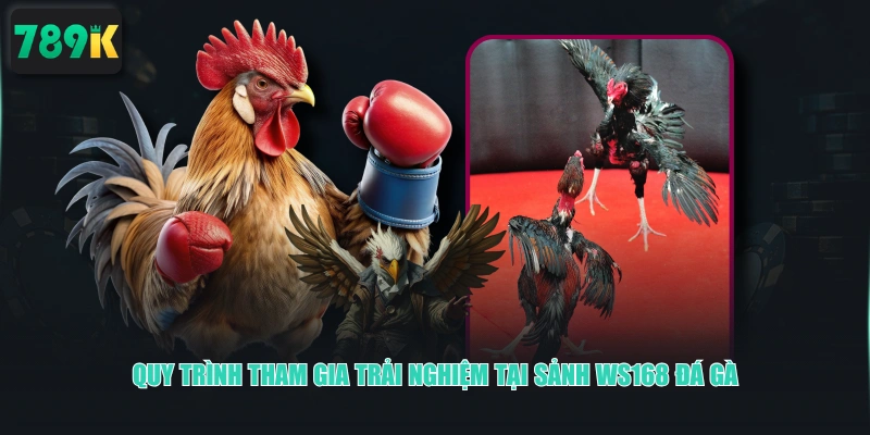 Quy trình tham gia trải nghiệm tại sảnh WS168 Đá Gà